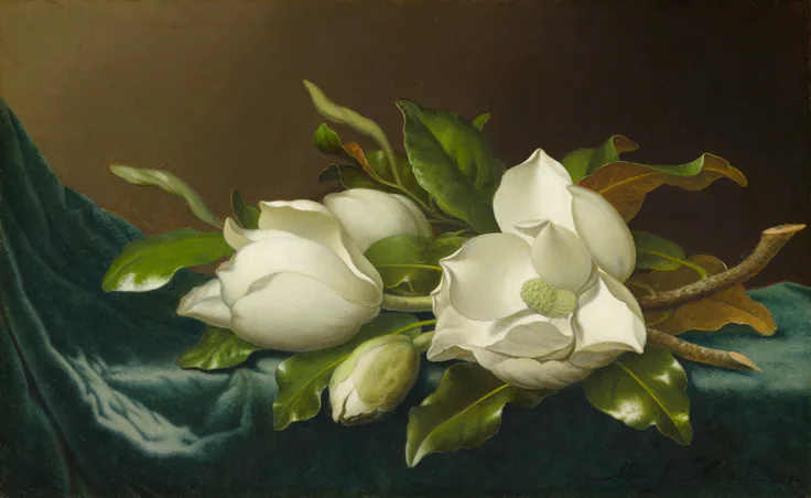 Magnolias on Light Blue Velvet Cloth: oil on canvas by Martin Johnson Heade, 1885–95.