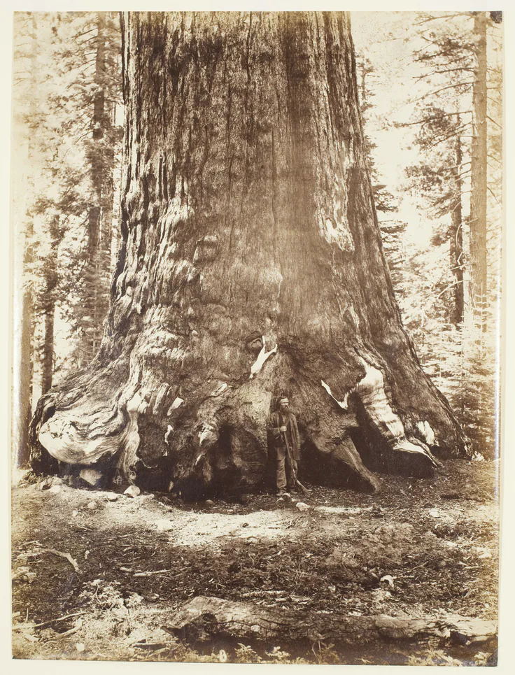 Section of the Grizzly Giant with Galen Clark, Mariposa Grove, Yosemite: albumen print by Carleton E. Watkins, 1865/66.