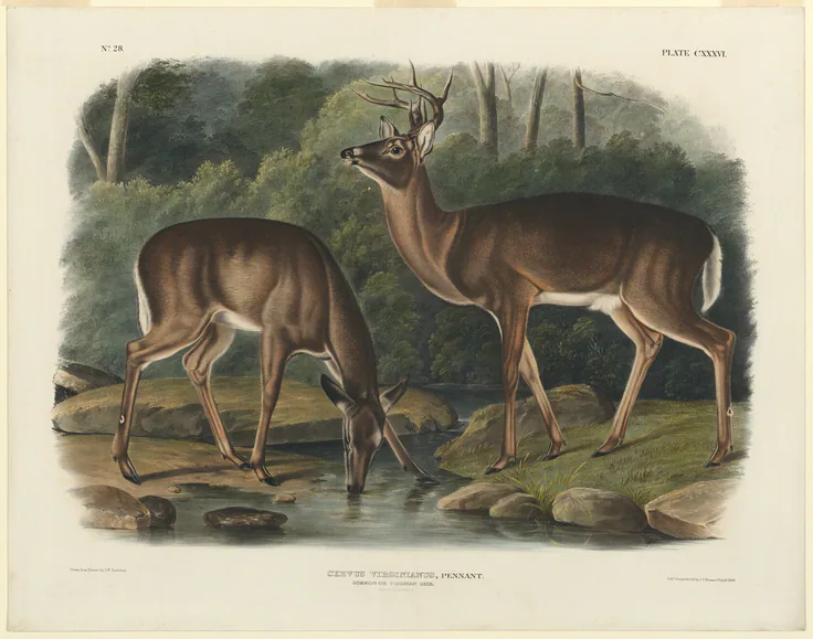 Cervus Virginianus: hand-colored lithograph on wove paper by John Woodhouse Audubon, 1848.