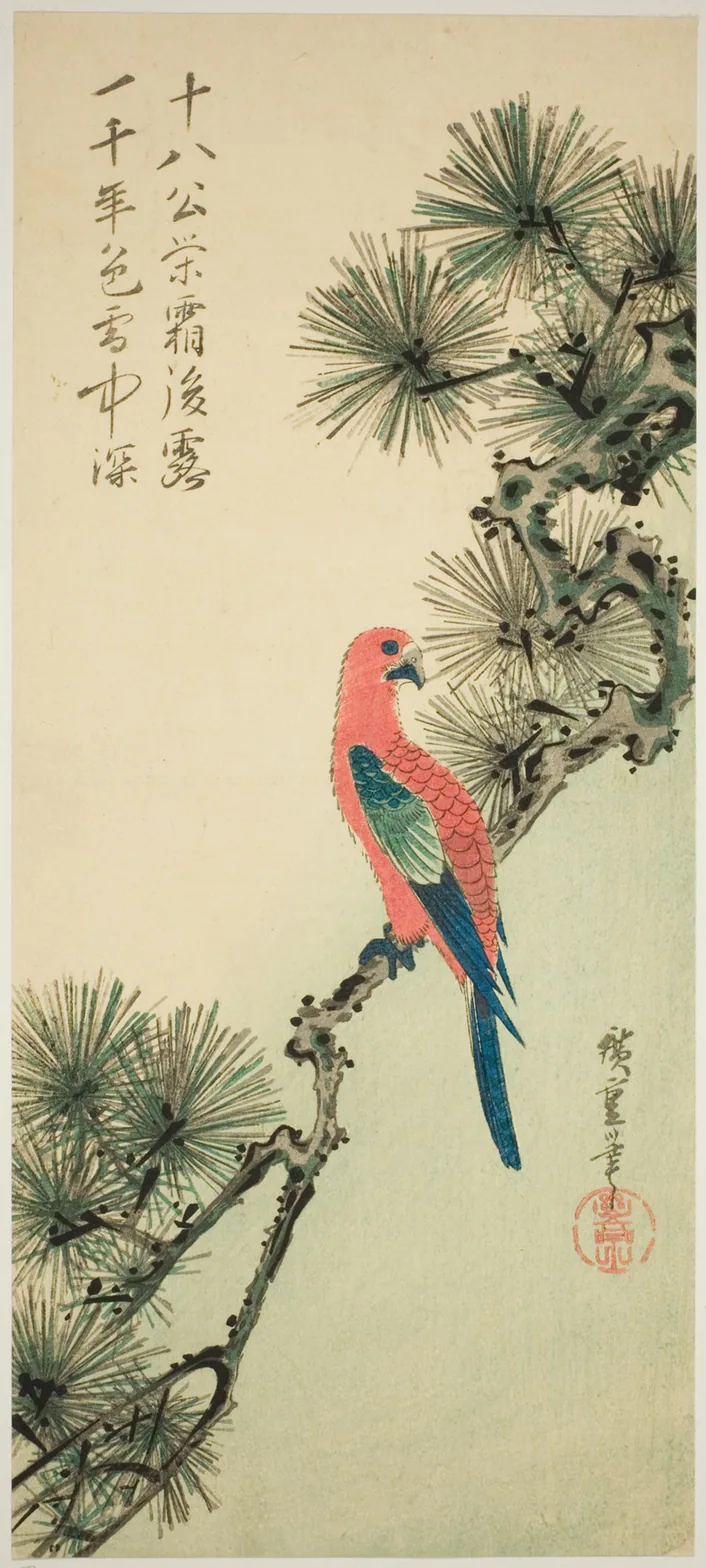 Macaw on a pine branch: color woodblock print; otanzaku by Utagawa Hiroshige 歌川 広重, c. 1835.