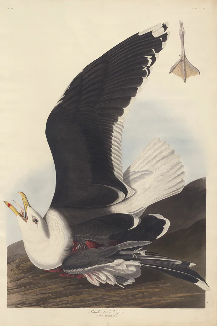 Black Backed Gull: engraving by Robert Havell, 1826/39.