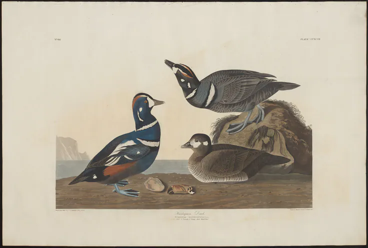 Harlequin Duck: engraving by Robert Havell, 1826/39.