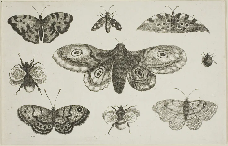 A Moth, Butterflies, and Bees, from Diversae Insectorum...Figurae: etching on ivory laid paper by Wenceslaus Hollar, after 1644.