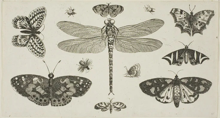 A Dragonfly, Ladybirds, and Butterflies, from Diversae Insectorum...Figurae: etching on ivory laid paper by Wenceslaus Hollar, after 1646.