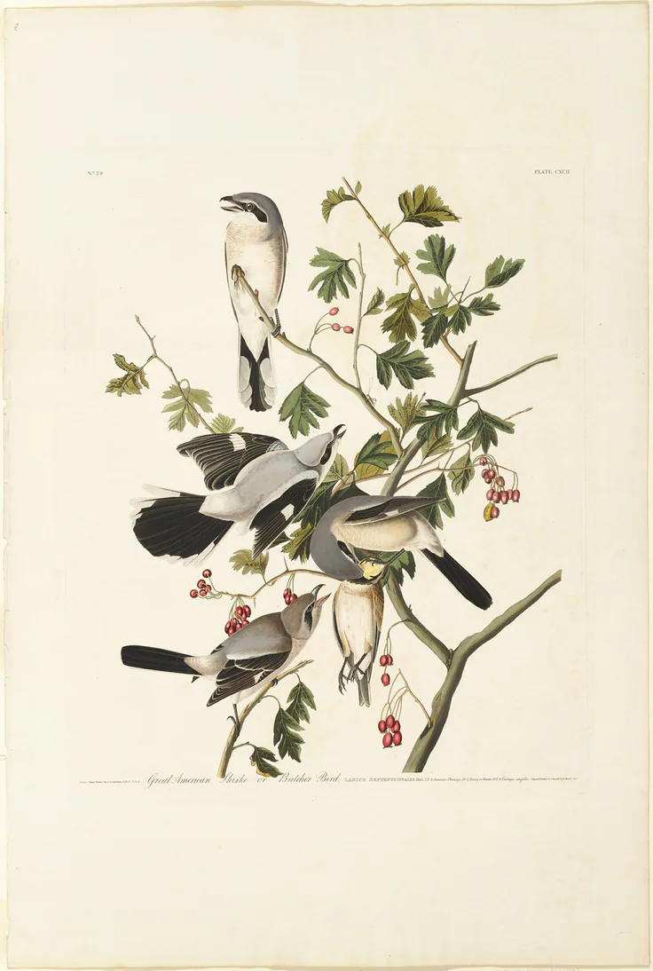Great American Shrike: hand-colored engraving, with aquatint, on ivory wove paper by Robert Havell, 1834.