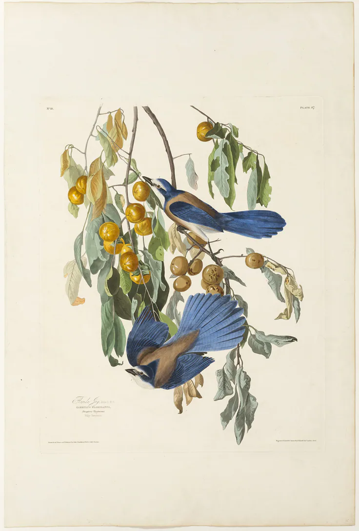 Florida Jay: hand-colored engraving, with aquatint, on ivory wove paper by Robert Havell, 1830.