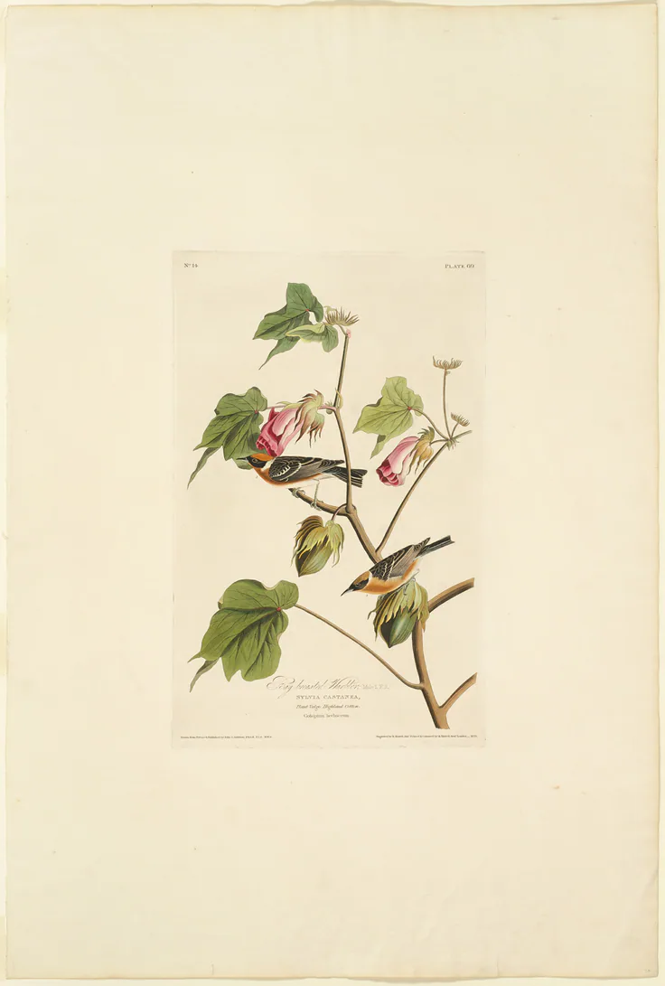 Male Bay Breasted Warbler: hand-colored engraving, with aquatint, on cream wove paper by Robert Havell, 1829.