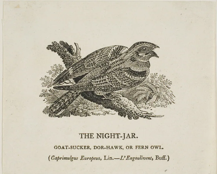 The Night-Jar: woodcut on ivory wove paper by Thomas Bewick, n.d..