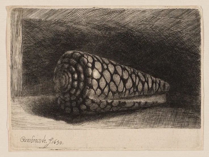 The Shell: etching on ivory laid paper by Rembrandt van Rijn, 1650.