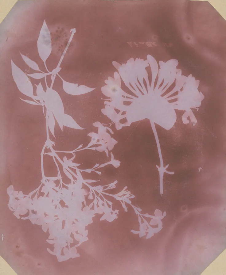 Two Plant Specimens: photogenic drawing by William Henry Fox Talbot, 1839.