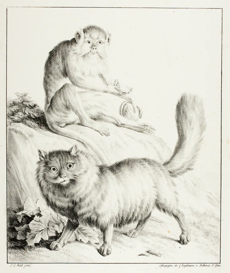 Cat and Monkey: lithograph in black on ivory wove paper by Gottfried Engelmann, 1814/16.