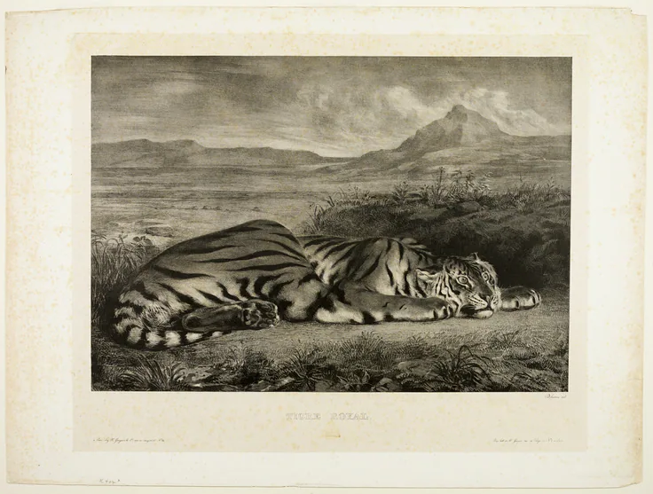 Bengal Tiger: lithograph by Eugène Delacroix, 1829.