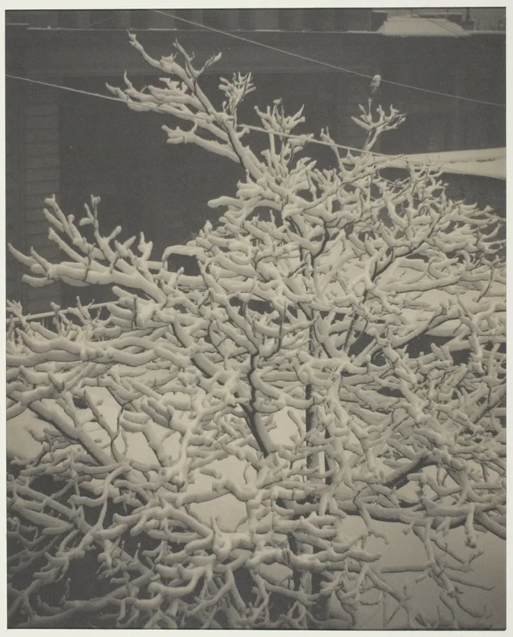 From the Back-Window "291" Snow-Covered Tree, Back-Yard: platinum print by Alfred Stieglitz, 1915.