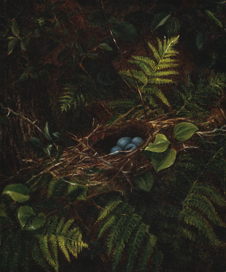 Bird's Nest and Ferns: oil on panel by Fidelia Bridges, 1863.
