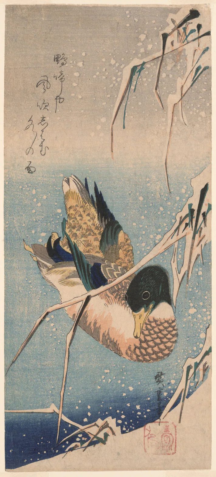 A Wild Duck Swimming by a Snow-covered Bank beneath Snow-laden Reeds: color woodblock print; ōtanzaku by Utagawa Hiroshige 歌川 広重, 1830s.