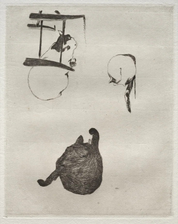 Etched sketches of cats: one curled from behind with tail raised, another stretching, a third by a window frame; spare lines on pale paper.