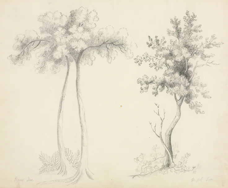 Studies of Upas and Maple Trees: pencil by Mary Altha Nims, 1800s.