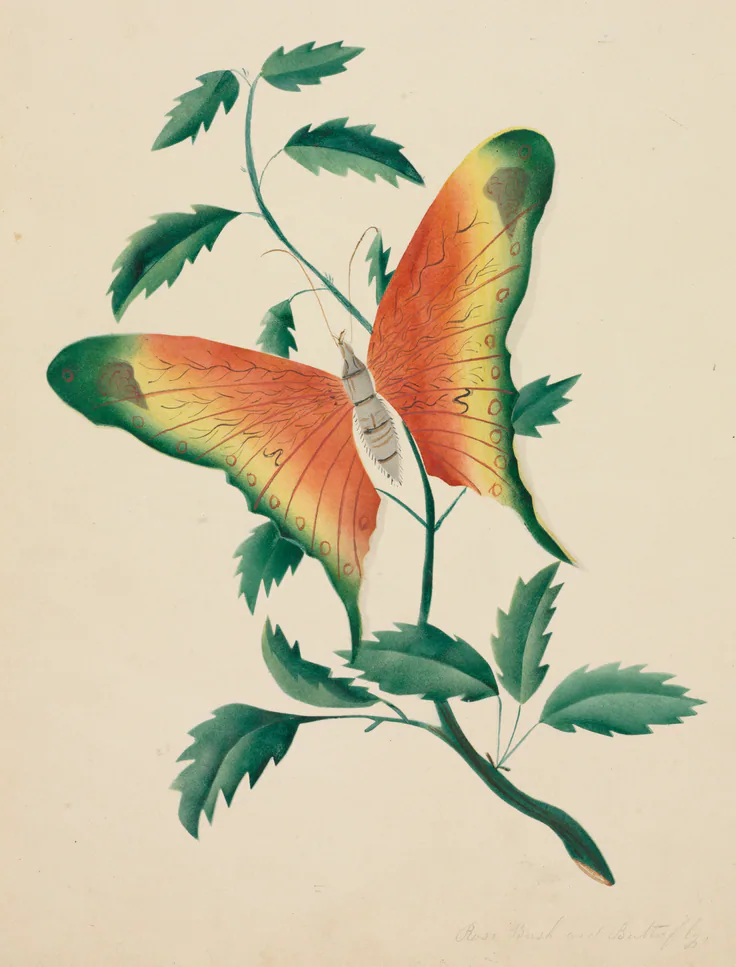 Rose Bush and Butterfly: watercolor by Mary Altha Nims, 1800s.