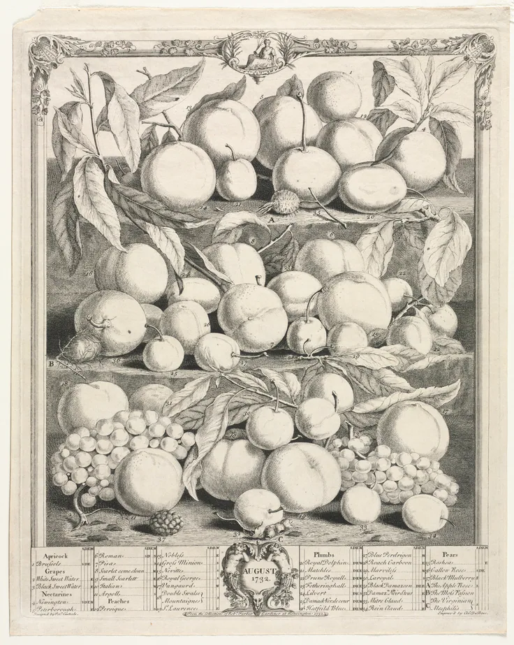 Twelve Months of Fruit: August: engraving, hand-colored by Henry Fletcher, 1732.