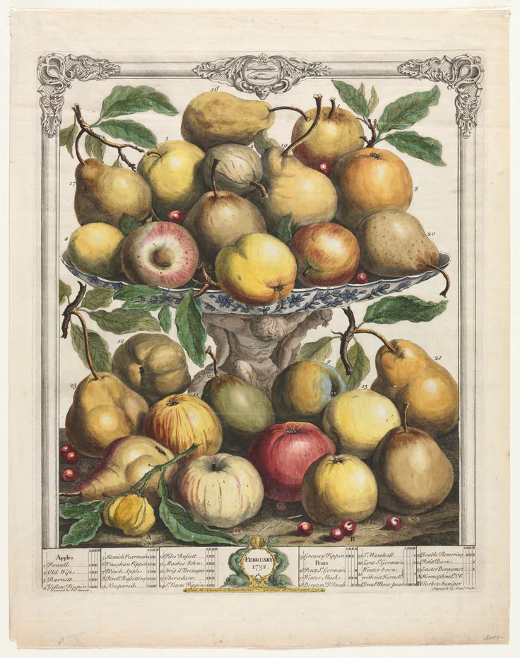 Twelve Months of Fruit: February: engraving, hand-colored by Henry Fletcher, 1732.