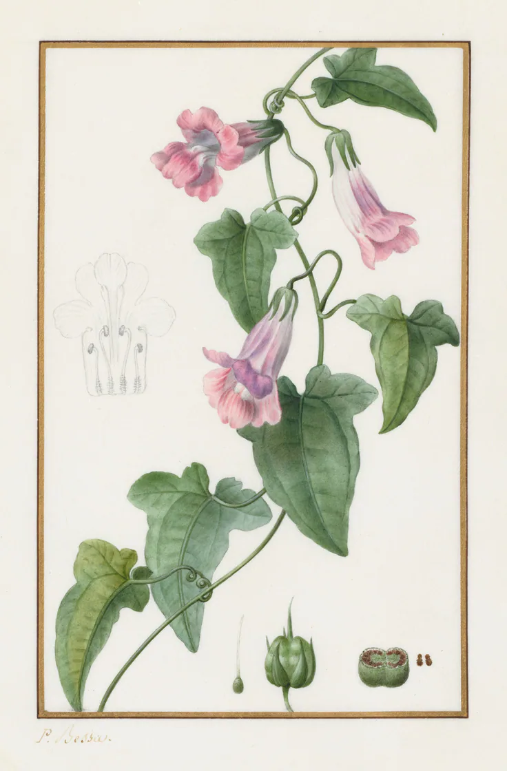 (Botanical: Maurándia semperflorens): pencil and watercolor by Pancrace Bessa, 1836.