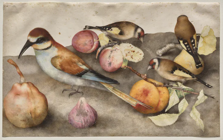 Still Life with Birds and Fruit: watercolor with graphite, heightened with lead white by Giovanna Garzoni, c. 1650.