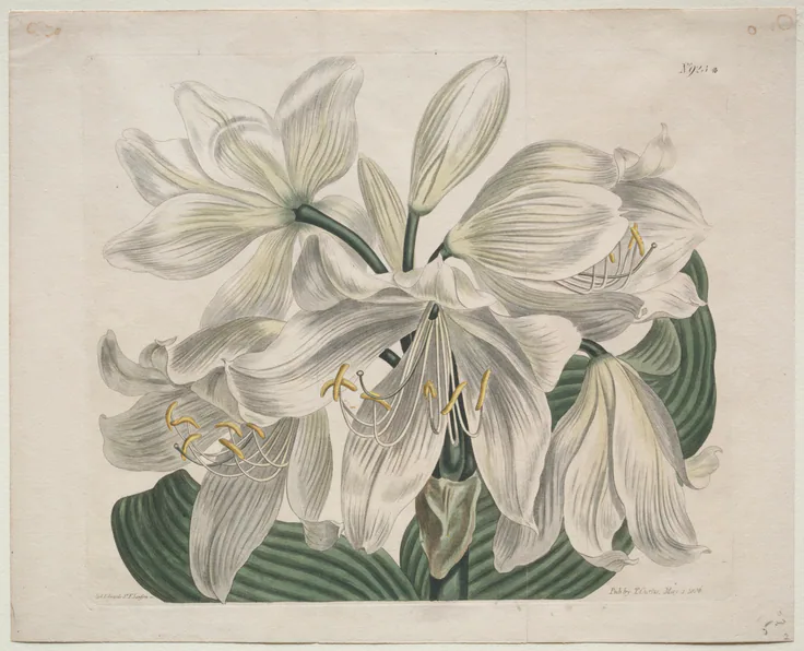 The Botanical Magazine or Flower Garden Displayed: White Cape - Coast Lily: engraving, hand-colored by Sydenham Edwards, 1806.