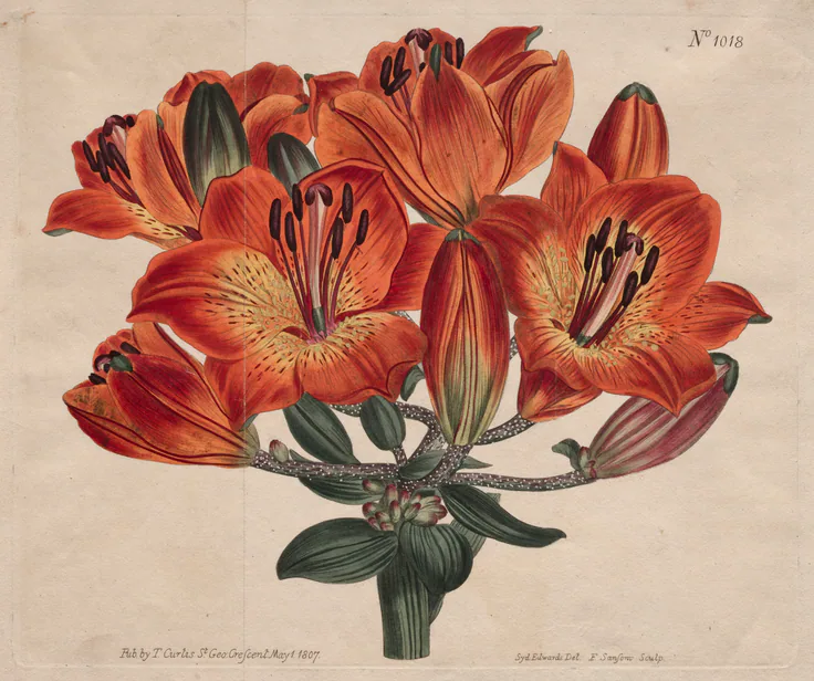 The Botanical Magazine or Flower Garden Displayed: Umbel-Flowering Bulb-Bearing Orange-Lily: engraving, hand-colored by Thomas Curtis, 1807.
