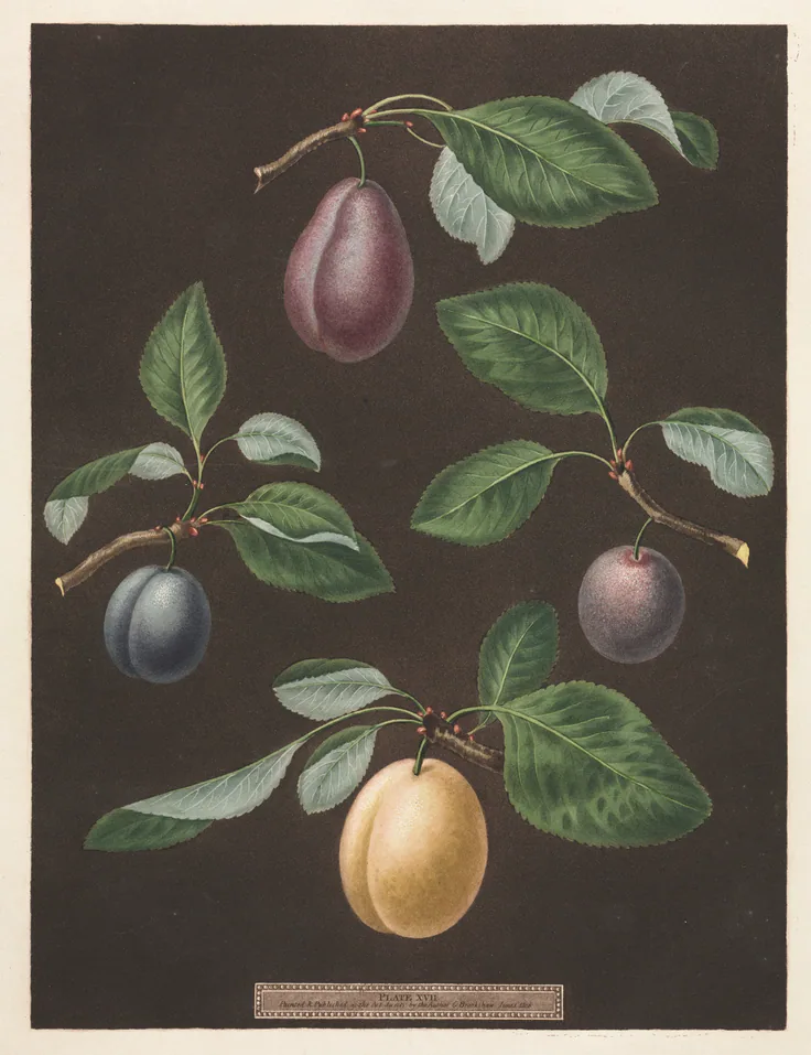 Pomona Britannica: No. 17 - Plums: aquatint by George Brookshaw, 1806.