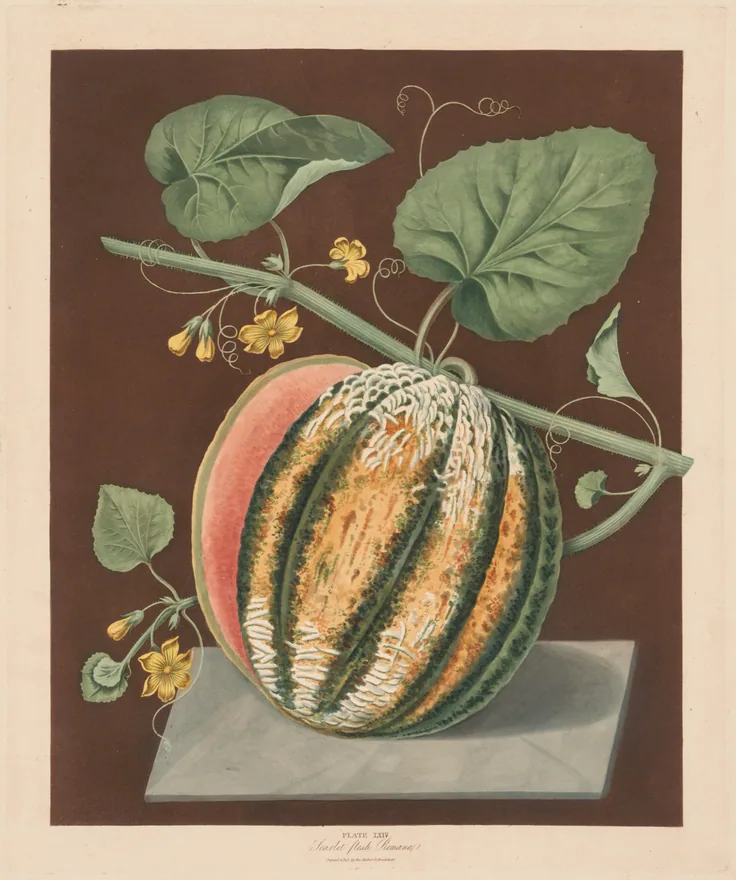 A striped green and orange melon on a marble slab with its vine, leaves and yellow flowers against a deep brown ground.
