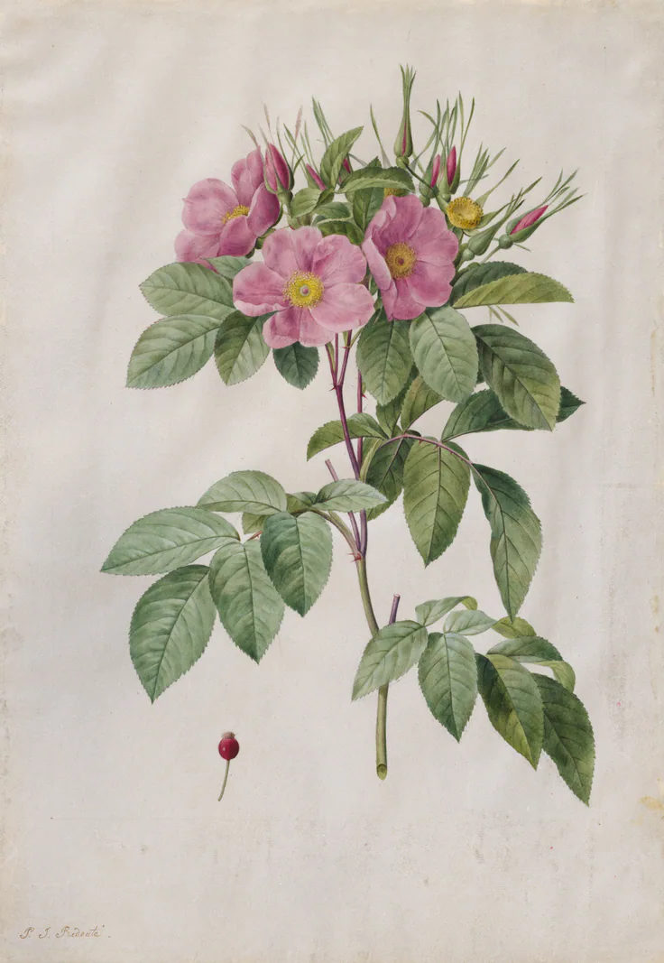 Pasture Rose (Rosa Carolina Corymbosa): watercolor by Pierre-Joseph Redouté, 1817–24.