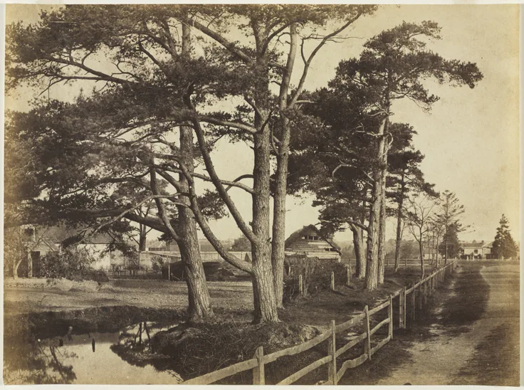 A row of tall wind-shaped firs beside a fence and still pond, farm buildings behind; an early paper-negative print in warm sepia.