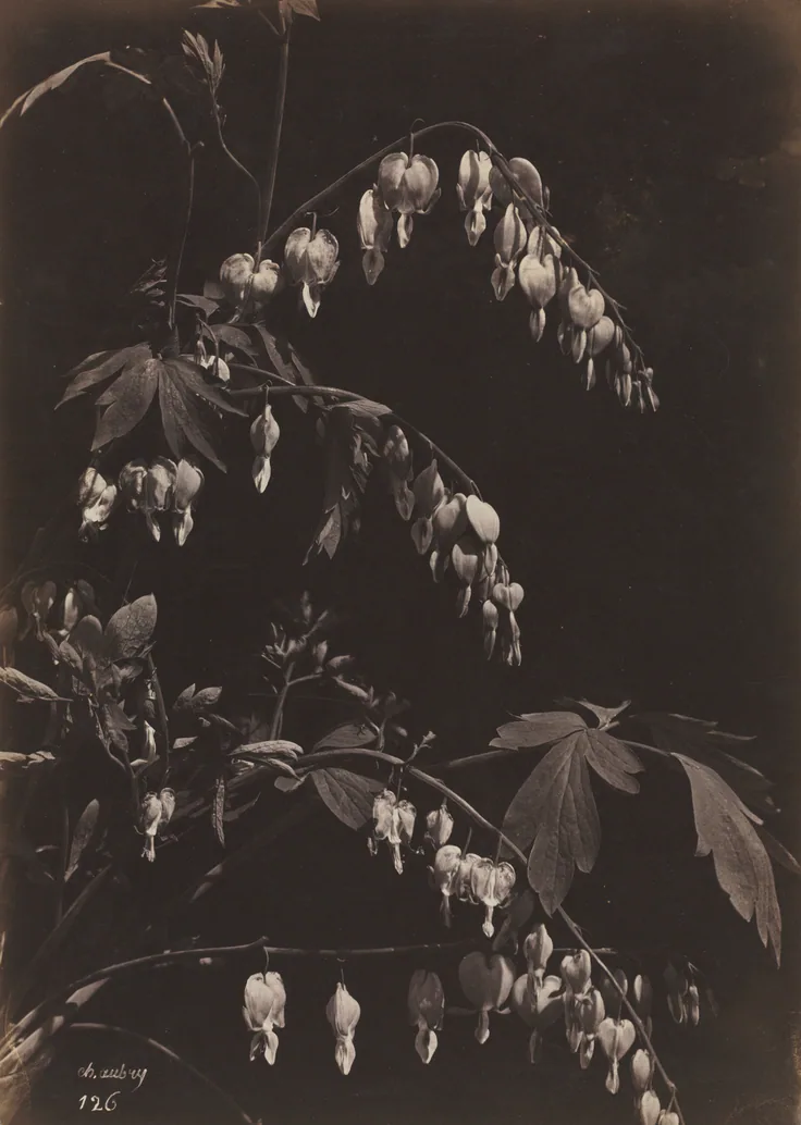 Floral Still Life (Bleeding Hearts): albumen print from glass negative by Charles Aubry, c. 1865.