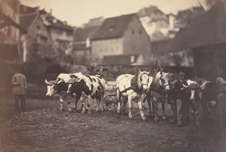 Untitled (Farm Animals): albumen print from wet collodion negative by Adolphe Braun, 1850s.