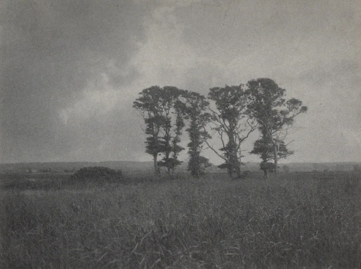 A clump of wind-shaped trees on open marshland under a heavy grey sky; grainy, soft pictorialist print.
