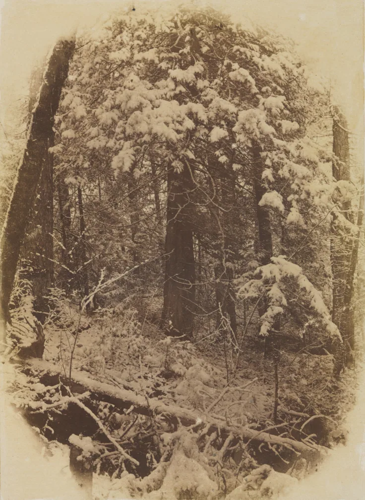 Snow clings to dense conifers and fallen logs in a deep wood; an oval-vignetted early print in warm sepia.