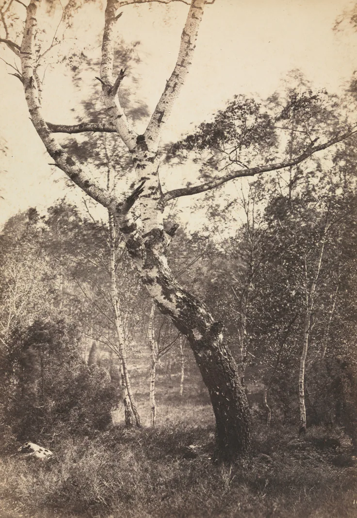 Study of a Birch Tree, Barbizon: albumen print from wet collodion negative by Constant Alexandre Famin, 1860s-1870s.