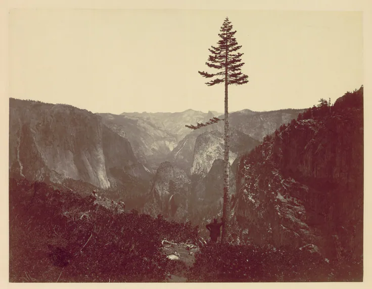 A single tall pine stands against the open valley, granite walls and distant domes fading into haze; warm reddish-brown print tones.