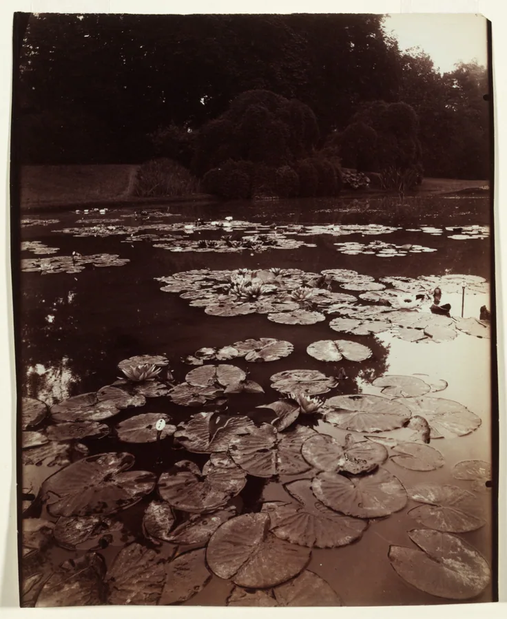 Water lily pads crowd a dark pond under shaded trees, the bright sky caught in the water; deep brown and cream tones.