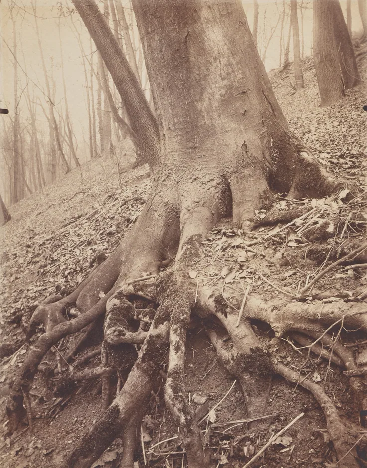 Thick roots grip a leaf-strewn slope in a pale woodland; warm pinkish-brown print with strong texture.