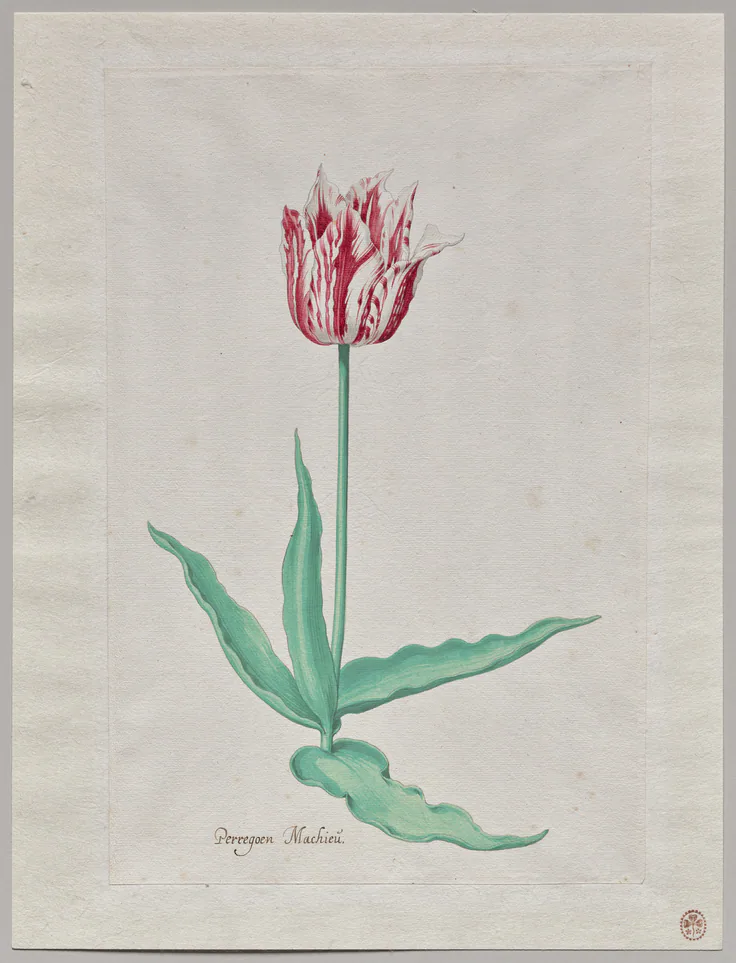 Study of a Tulip (Perregoen Machieu): drawing by Pieter Holsteyn II, c. 1645.