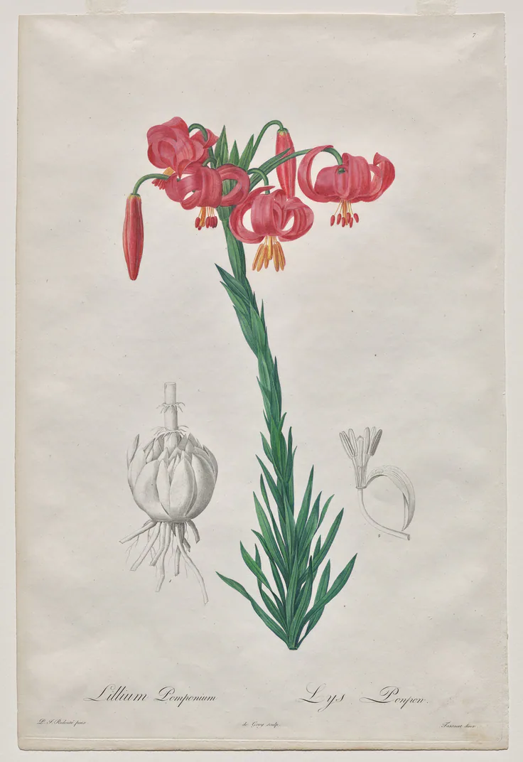 Lillium Pomponium (Turban Lily), plate 7 from Les Liliacées: stipple engraving with hand coloring by De Gouy, 1802–16.