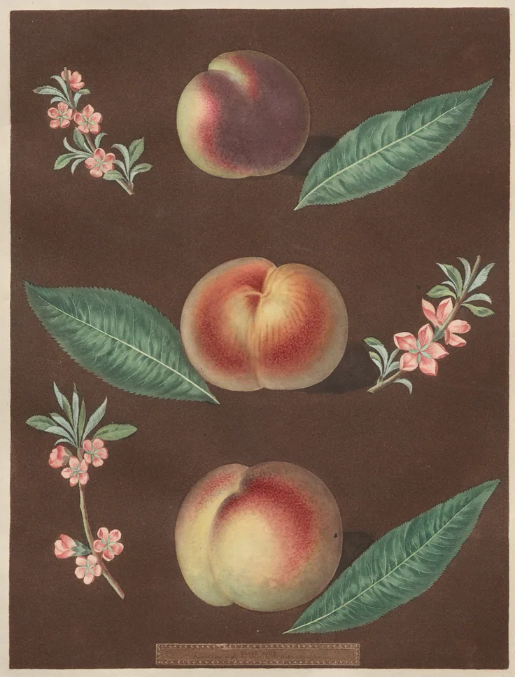 Three blushing peaches with long leaves and pink blossom sprigs on a chocolate-brown ground; small plate label below.