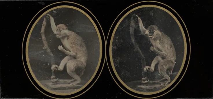 Monkey on Branch: stereo daguerreotype, sixth plate by Louis Jules Duboscq-Soleil, c. 1855.