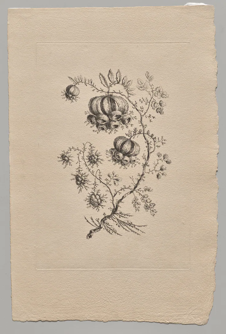 Persian Flowers: etching by Jean Baptiste Pillement, 1755.