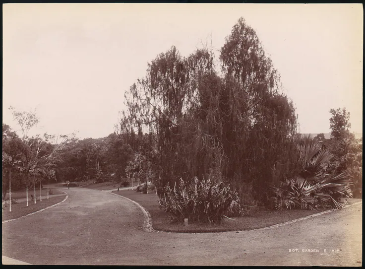 Botanical Garden: albumen silver print from glass negative by Unknown, 1860s–70s.