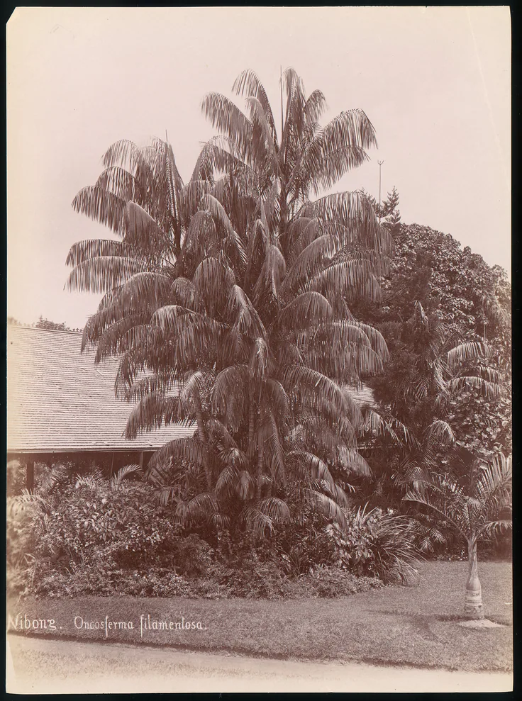 Botanical Garden: albumen silver print from glass negative by Unknown, 1860s–70s.
