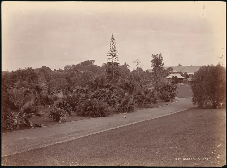 Botanical Garden: albumen silver print from glass negative by Unknown, 1860s–70s.