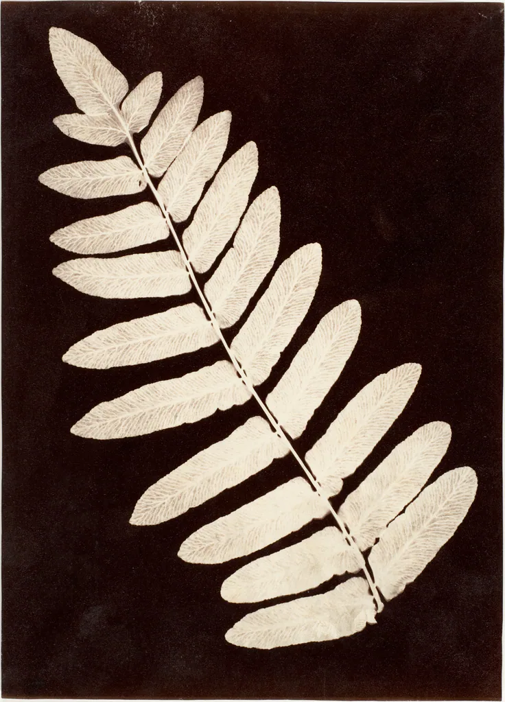 [Botanical Specimen: Fern]: albumen silver print from glass negative by Unknown, 1855–60.