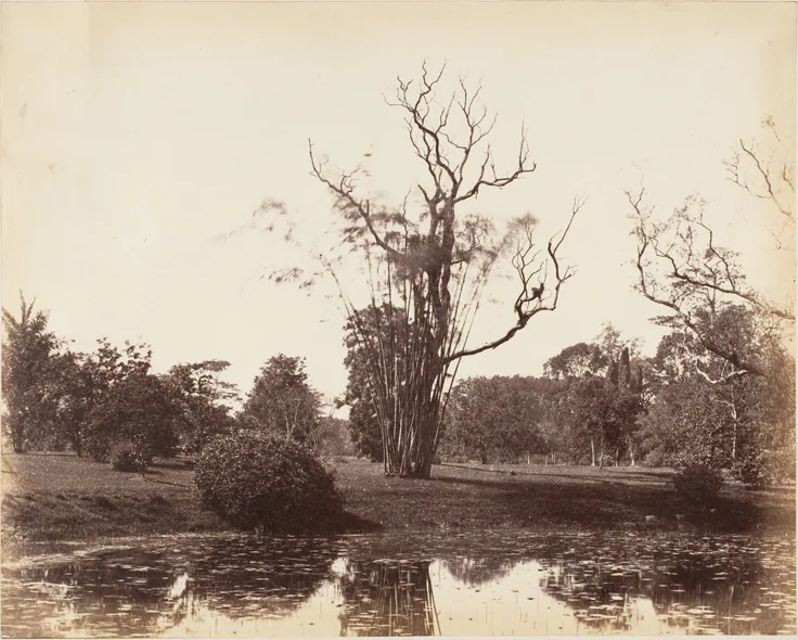 [Botanical Gardens, Calcutta]: albumen silver print by Captain R. B. Hill, 1850s.